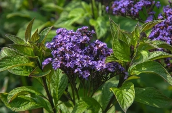 Хелиотроп – ароматното цвете, което превръща всяка градина в рай