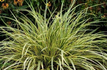 Японска острица (Carex morrowii) – отглеждане, грижи и сортове