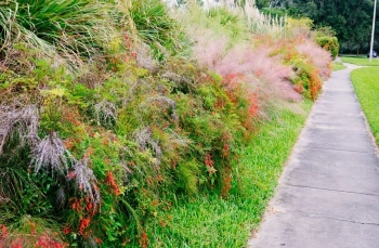 Мюленбергия (Muhlenbergia capillaris) – отглеждане, развъждане и грижи за ефирната розова трева
