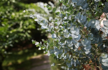 Евкалипт в българска градина? Защо не, но нека да е студоустойчивият Eucalyptus gunnii Azura