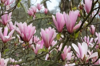 12 вида магнолии, които ще преобразят всяка градина