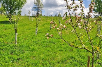 Български ябълки и череши, устойчиви на климата: учени и фермери заедно в полето