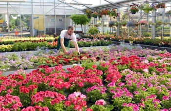 Българското цветарство: предизвикателства и устойчиво оранжерийно производство